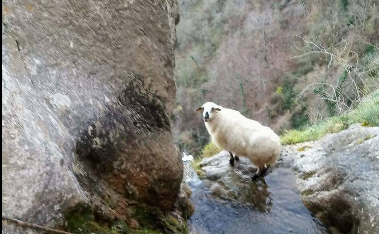 Rescate extremo de una oveja en lo alto del chorrón de Viguera