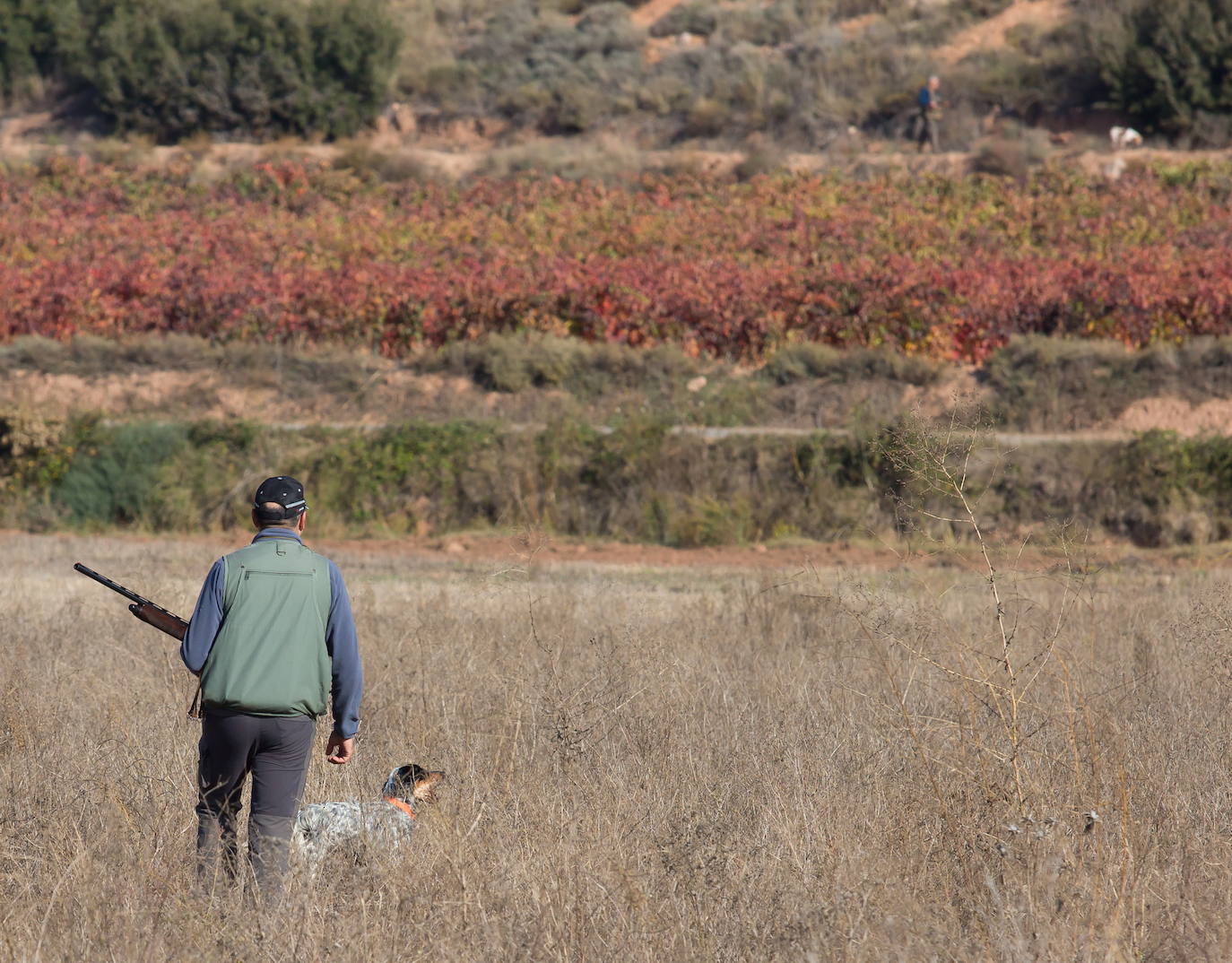 ARAG-Asaja solicita que la caza sea una excepción a las restricciones para «evitar daños en cultivos»