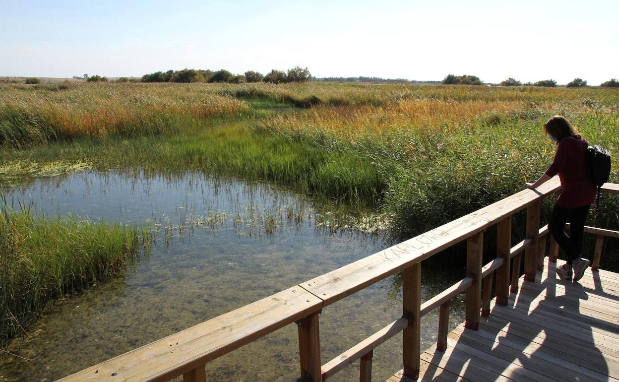 Las Tablas de Daimiel, uno de los enclaves húmedos más amenazados. 