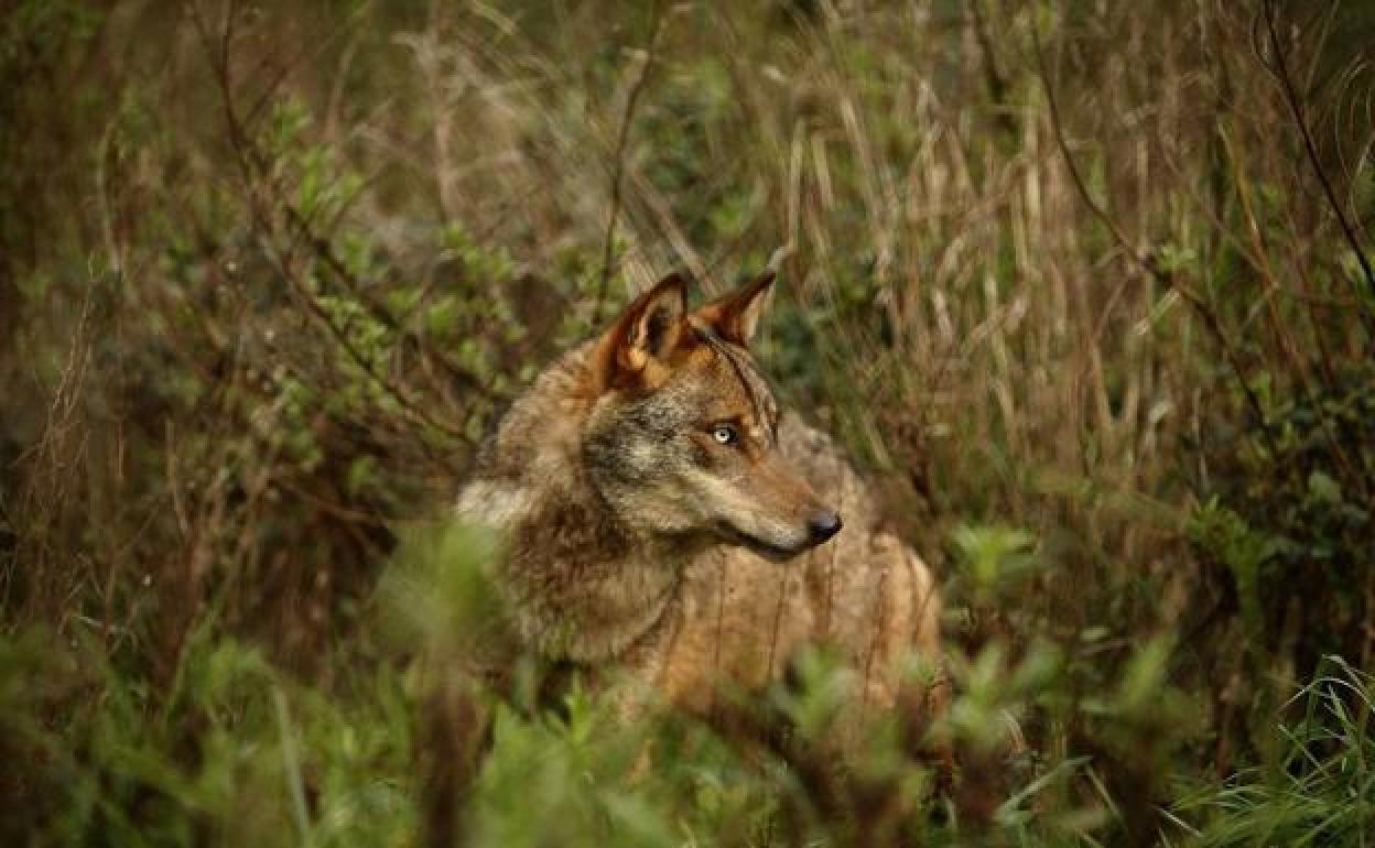 La transversalidad del lobo