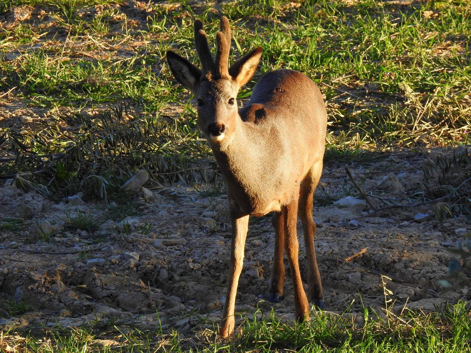 Fotos: Fernando Evangelio atesora una colección de miles de imágenes de animales riojanos