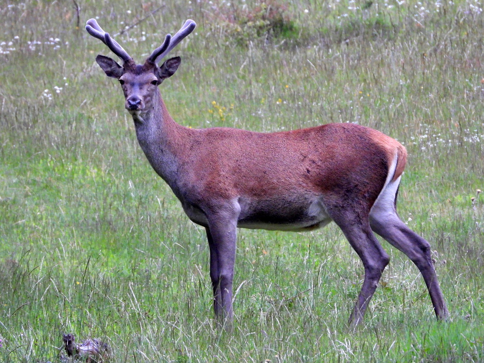 Fotos: Fernando Evangelio atesora una colección de miles de imágenes de animales riojanos