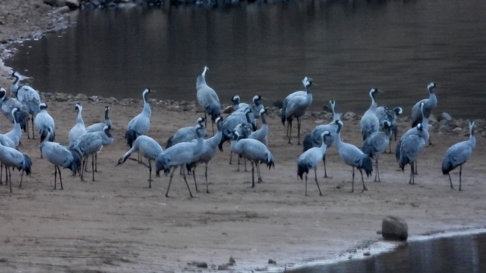 Fotos: Fernando Evangelio atesora una colección de miles de imágenes de animales riojanos