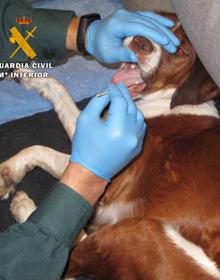 Imagen secundaria 2 - Encuentran a la maltratadora de perros de Santo Domingo porque ofreció los animales en Facebook