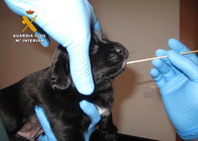 Imagen secundaria 1 - Encuentran a la maltratadora de perros de Santo Domingo porque ofreció los animales en Facebook