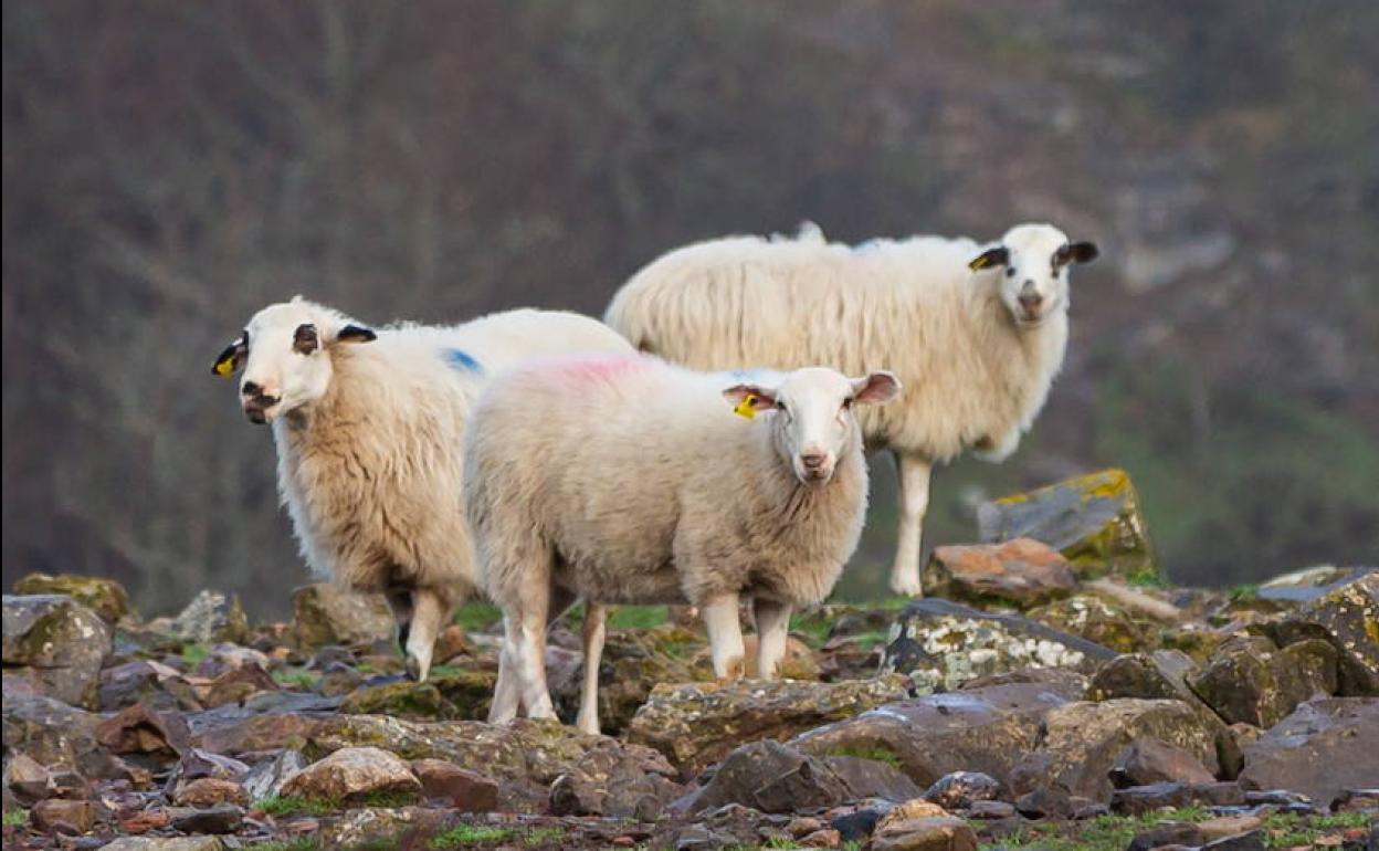 Reclaman medidas de apoyo para la coexistencia entre lobo y la ganadería