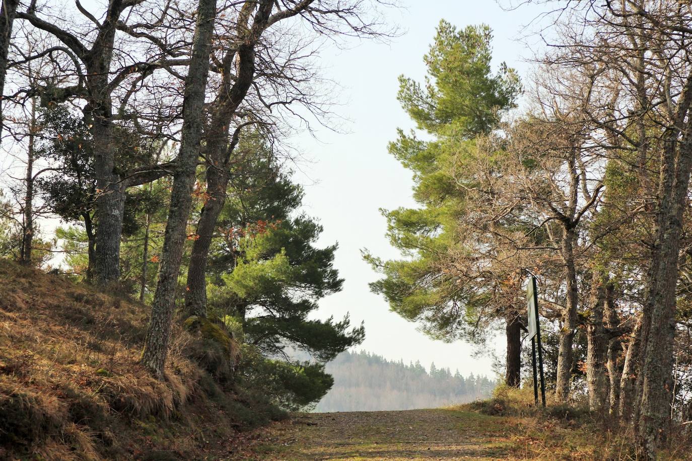 El espacio natural de Almarza de Cameros, repleto de bosques y senderos, flora y fauna, cuenta con nuevos alicientes para ser visitado