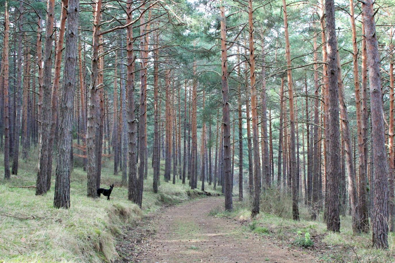 El espacio natural de Almarza de Cameros, repleto de bosques y senderos, flora y fauna, cuenta con nuevos alicientes para ser visitado