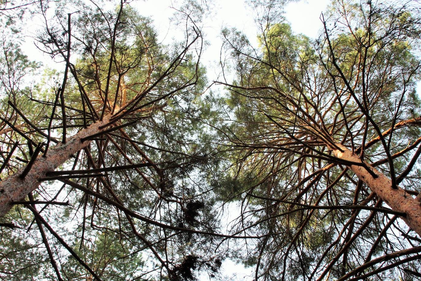 El espacio natural de Almarza de Cameros, repleto de bosques y senderos, flora y fauna, cuenta con nuevos alicientes para ser visitado