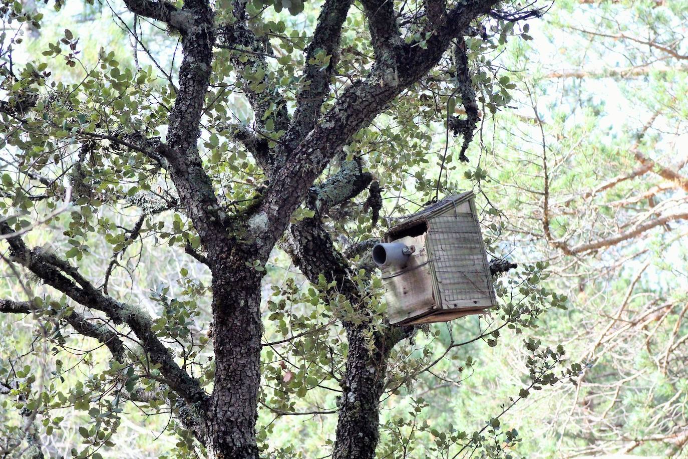 El espacio natural de Almarza de Cameros, repleto de bosques y senderos, flora y fauna, cuenta con nuevos alicientes para ser visitado