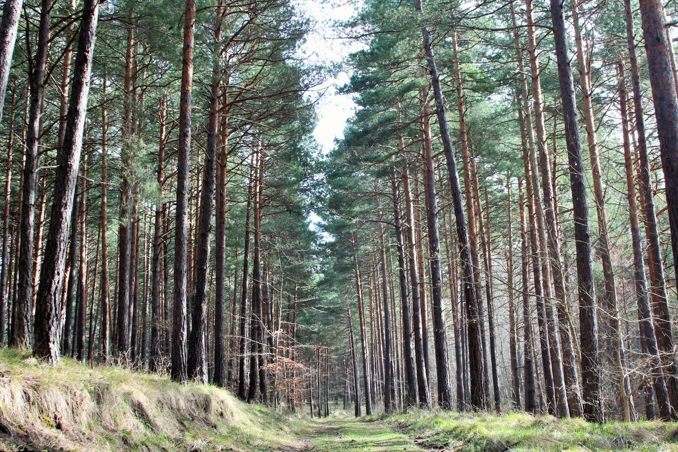 El espacio natural de Almarza de Cameros, repleto de bosques y senderos, flora y fauna, cuenta con nuevos alicientes para ser visitado