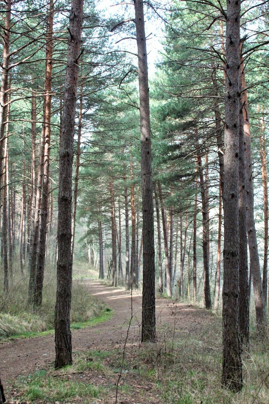 El espacio natural de Almarza de Cameros, repleto de bosques y senderos, flora y fauna, cuenta con nuevos alicientes para ser visitado