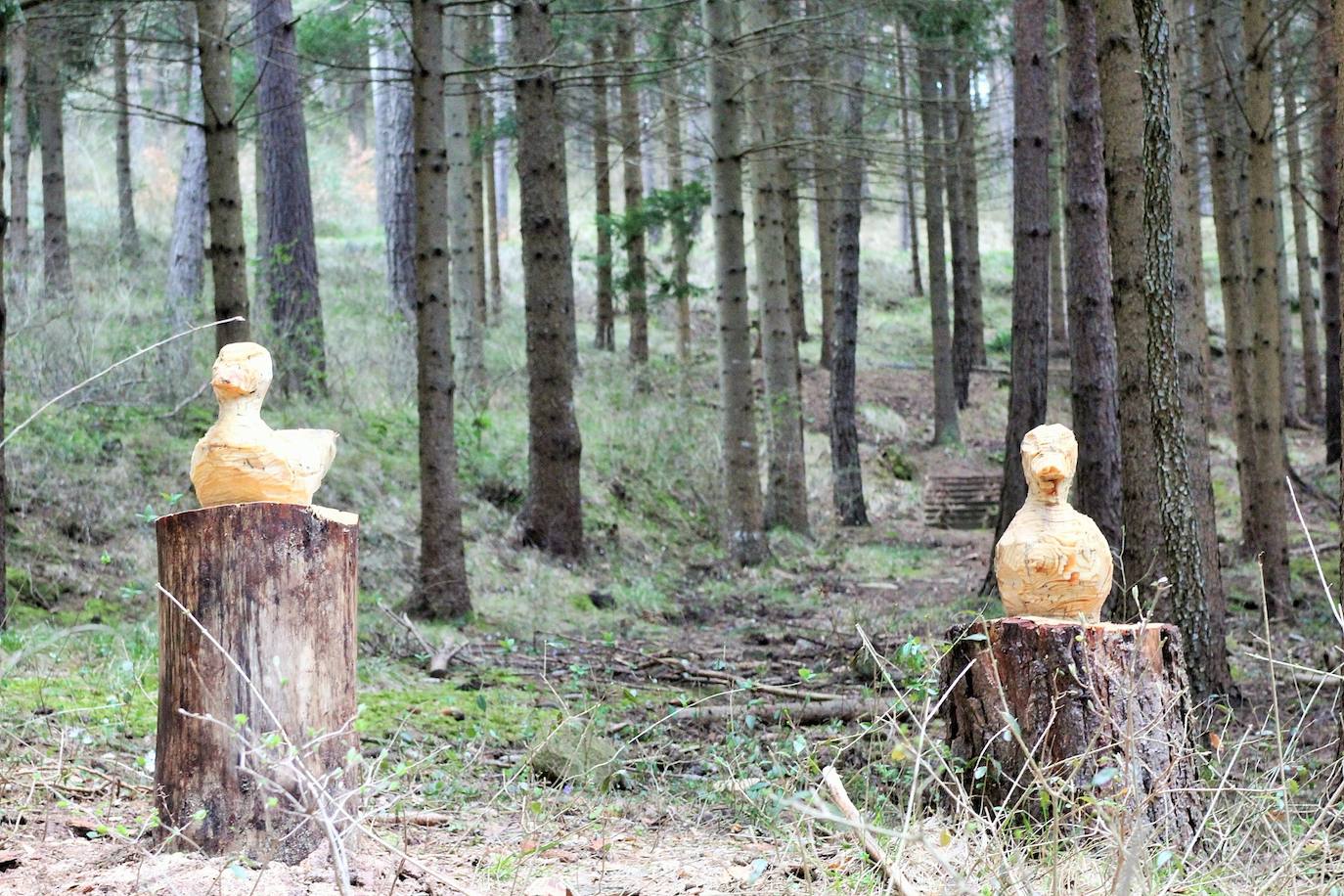 El espacio natural de Almarza de Cameros, repleto de bosques y senderos, flora y fauna, cuenta con nuevos alicientes para ser visitado