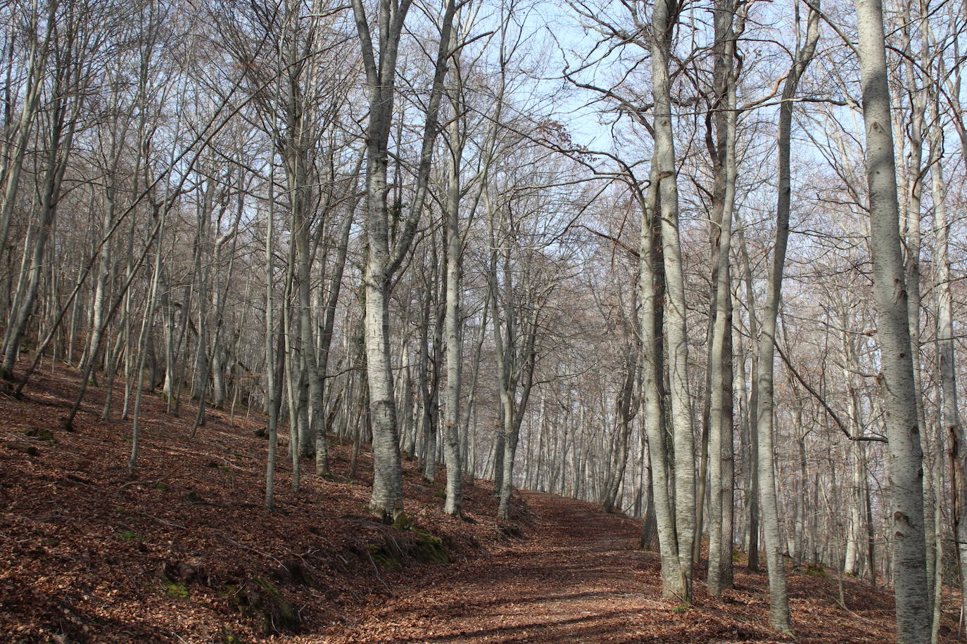 El espacio natural de Almarza de Cameros, repleto de bosques y senderos, flora y fauna, cuenta con nuevos alicientes para ser visitado