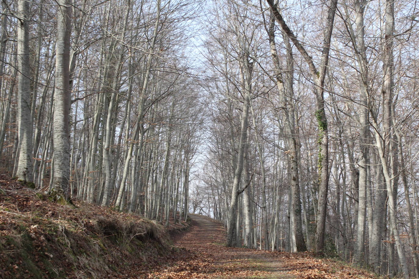 El espacio natural de Almarza de Cameros, repleto de bosques y senderos, flora y fauna, cuenta con nuevos alicientes para ser visitado