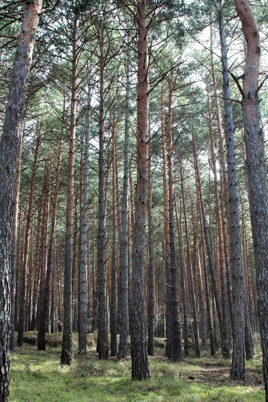 El espacio natural de Almarza de Cameros, repleto de bosques y senderos, flora y fauna, cuenta con nuevos alicientes para ser visitado