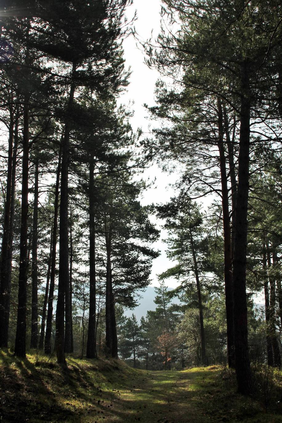 El espacio natural de Almarza de Cameros, repleto de bosques y senderos, flora y fauna, cuenta con nuevos alicientes para ser visitado