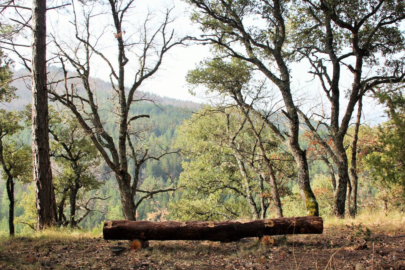 El espacio natural de Almarza de Cameros, repleto de bosques y senderos, flora y fauna, cuenta con nuevos alicientes para ser visitado