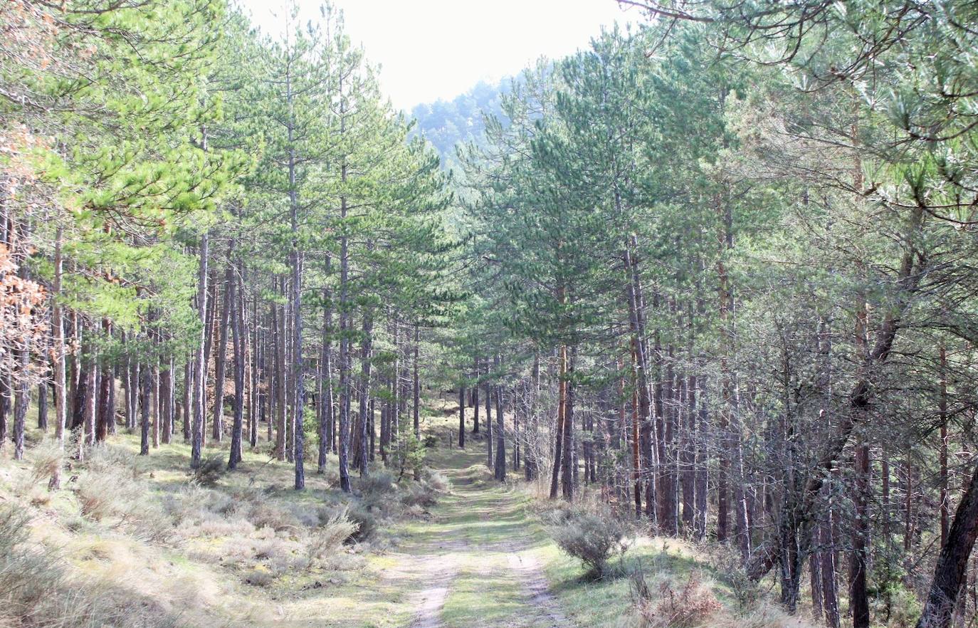 El espacio natural de Almarza de Cameros, repleto de bosques y senderos, flora y fauna, cuenta con nuevos alicientes para ser visitado