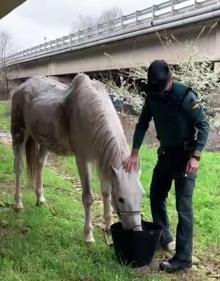 Imagen secundaria 2 - Abandona a un caballo debajo de un puente y sin comida en Villamediana