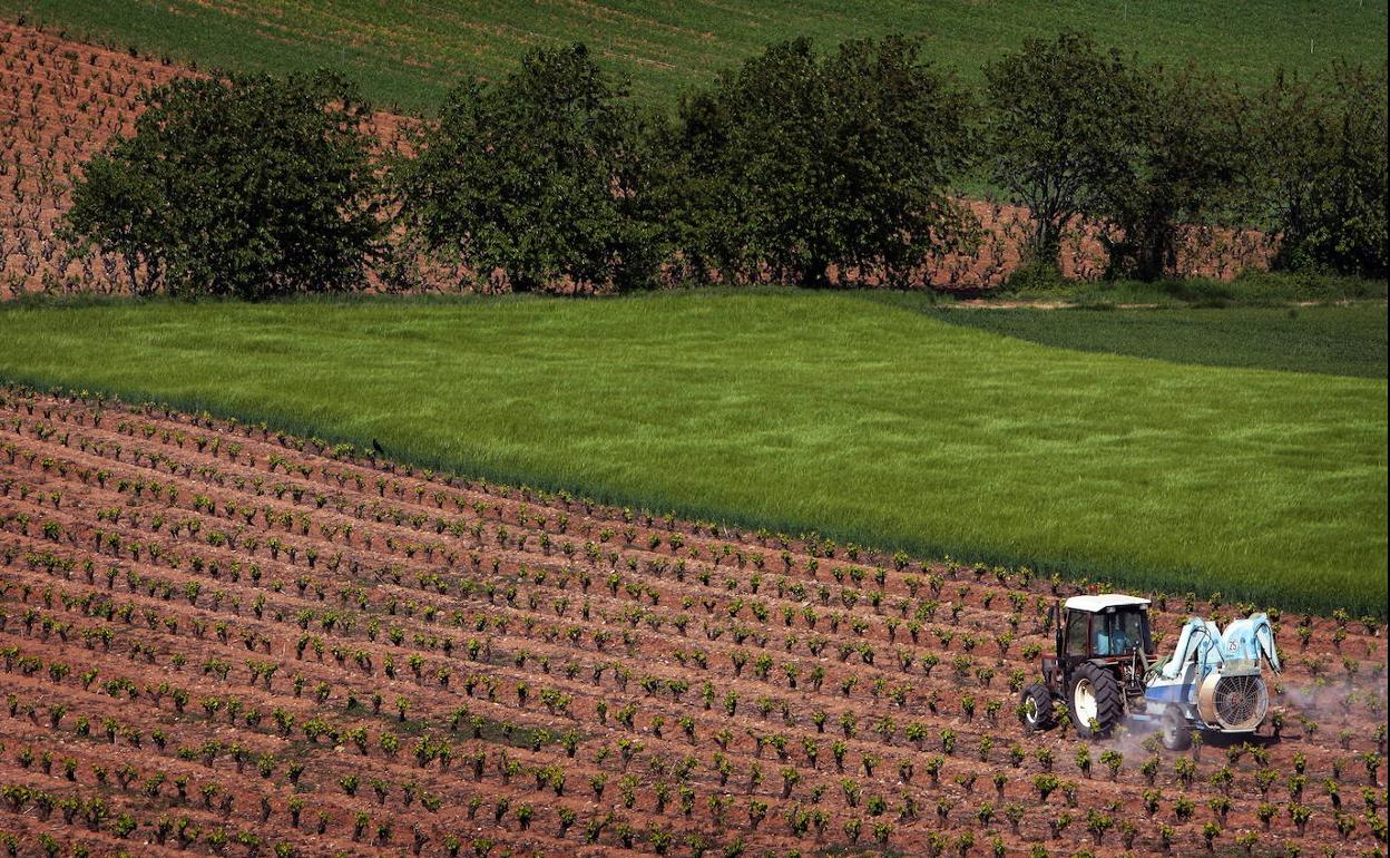 El Gobierno aprueba la norma que prorroga la validez de las autorizaciones para plantaciones de viñedo