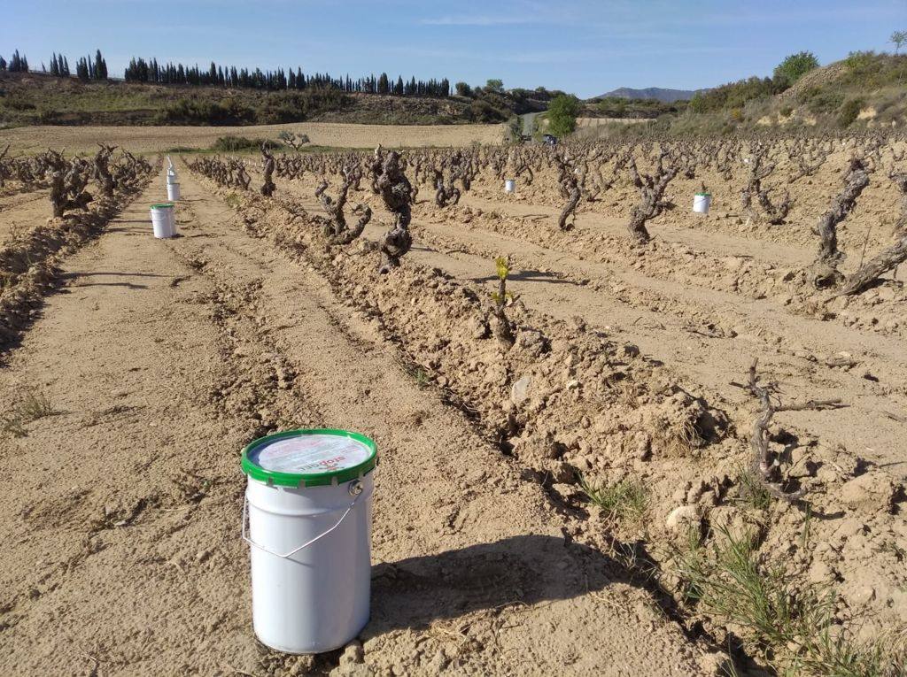 Velas en Cuba Negra. Bodegas Tierra (Labastida) recurrió a las hogueras para salvar la parcela de su vino El Belisario. De momento, pocos daños.