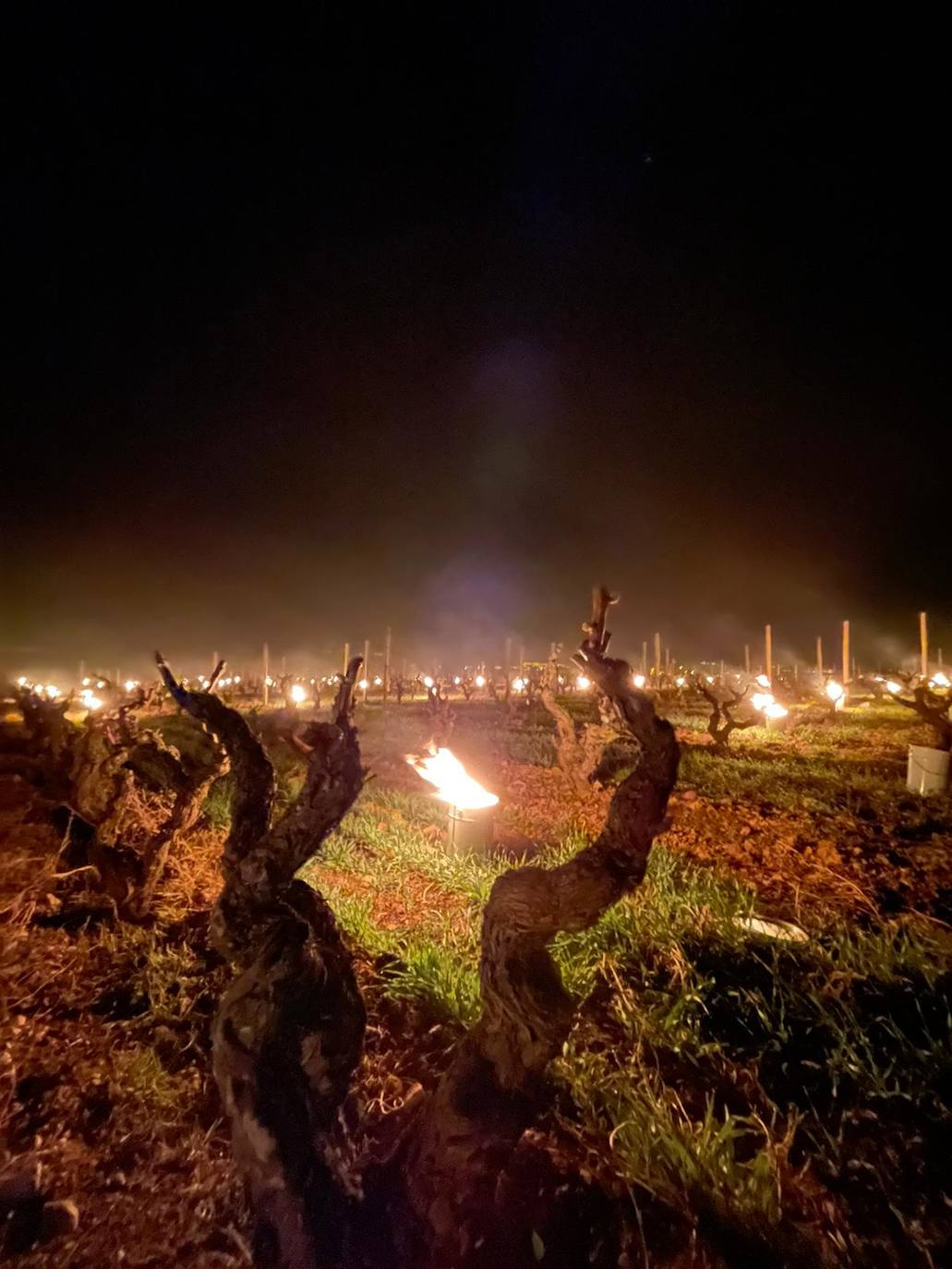 Velas de fuego en Bodegas Tierra, paja ardiendo entre los viñedos Artuke, tratamientos preventivos en Exopto..., espectaculares imágenes de una noche larga que, parece, se salva sin apenas daños