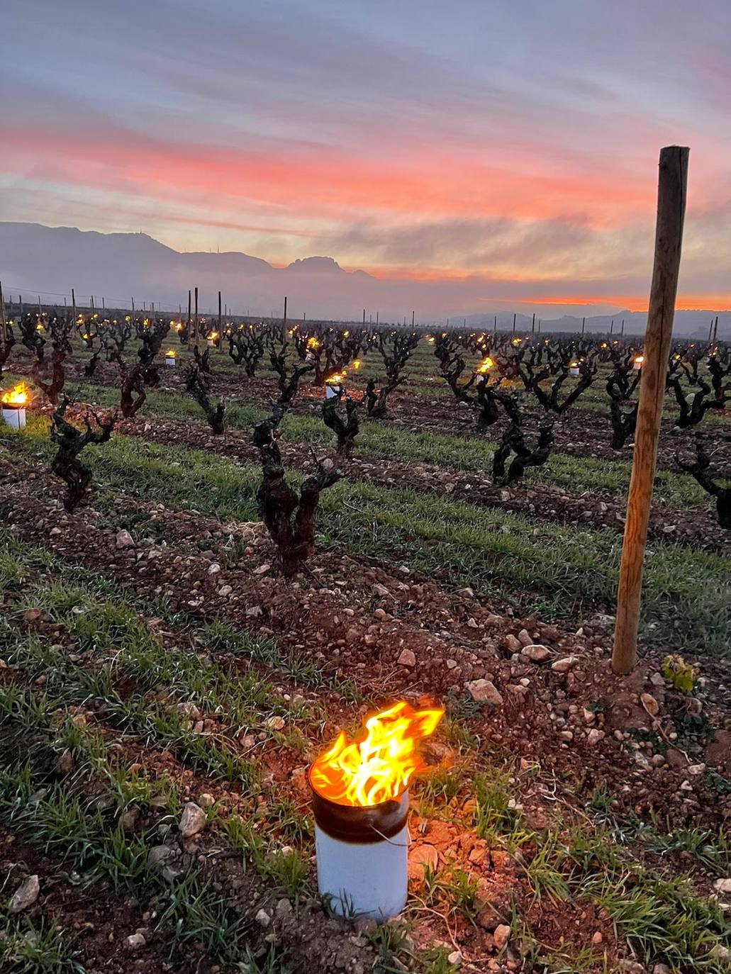 Velas de fuego en Bodegas Tierra, paja ardiendo entre los viñedos Artuke, tratamientos preventivos en Exopto..., espectaculares imágenes de una noche larga que, parece, se salva sin apenas daños