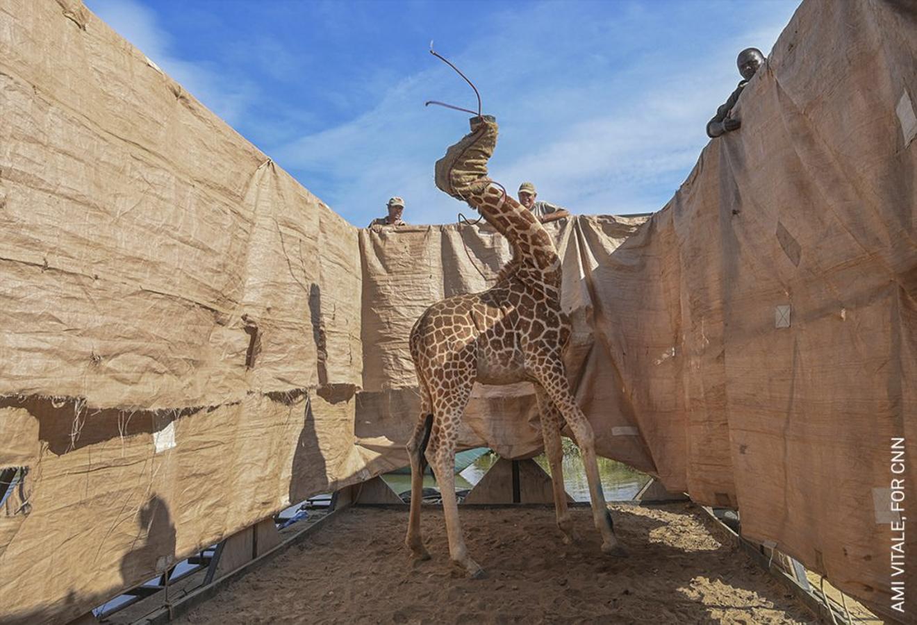 Naturaleza, mejor fotografía individual. Traslado en una barcaza de una jirafa a través de un río de Kenia para llevarla a un lugar seguro, para ella y su especie.