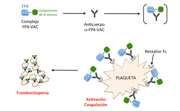 Cómo se forma el complejo entre las plaquetas y el receptor Fc que estaría provocando los trombos. 