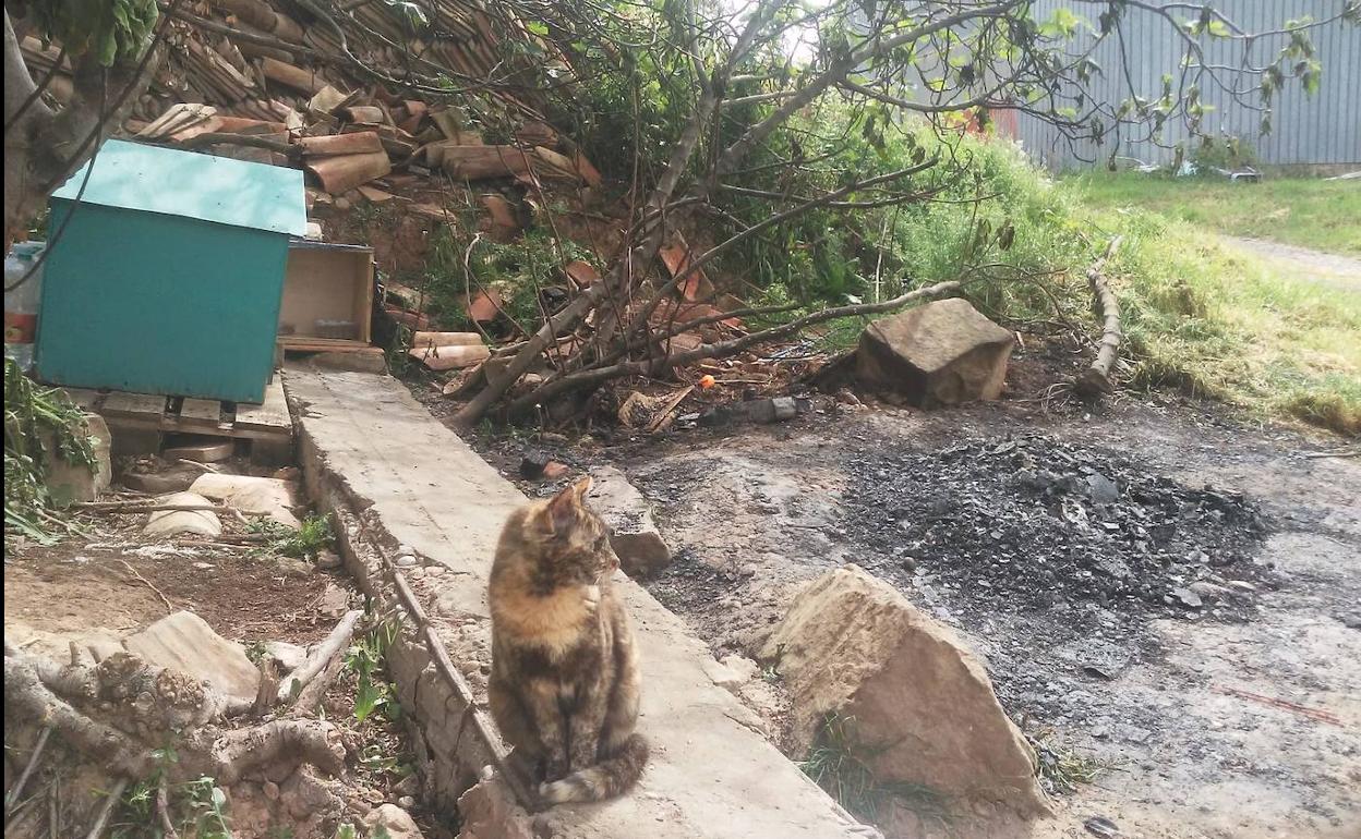 Un gato ante los restos del incendio en la colonia. 