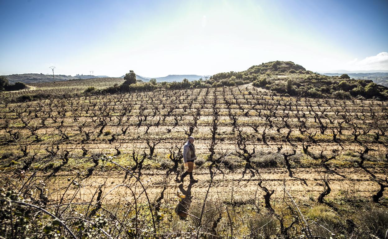 La producción mundial de vino se mantiene estable, pero el consumo cae a niveles de 2002