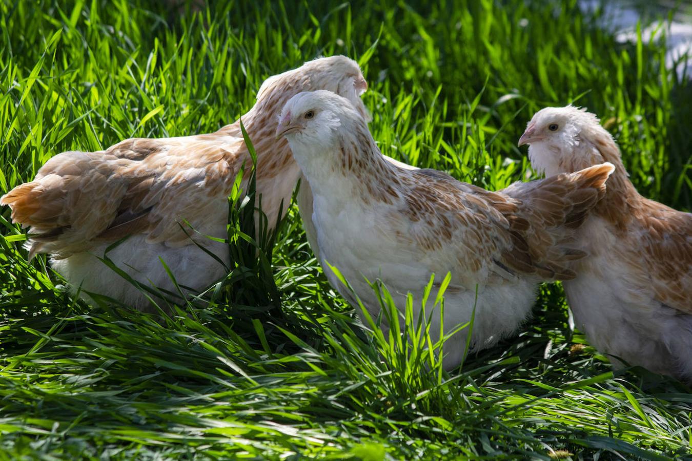 Gallina faverolles enana.