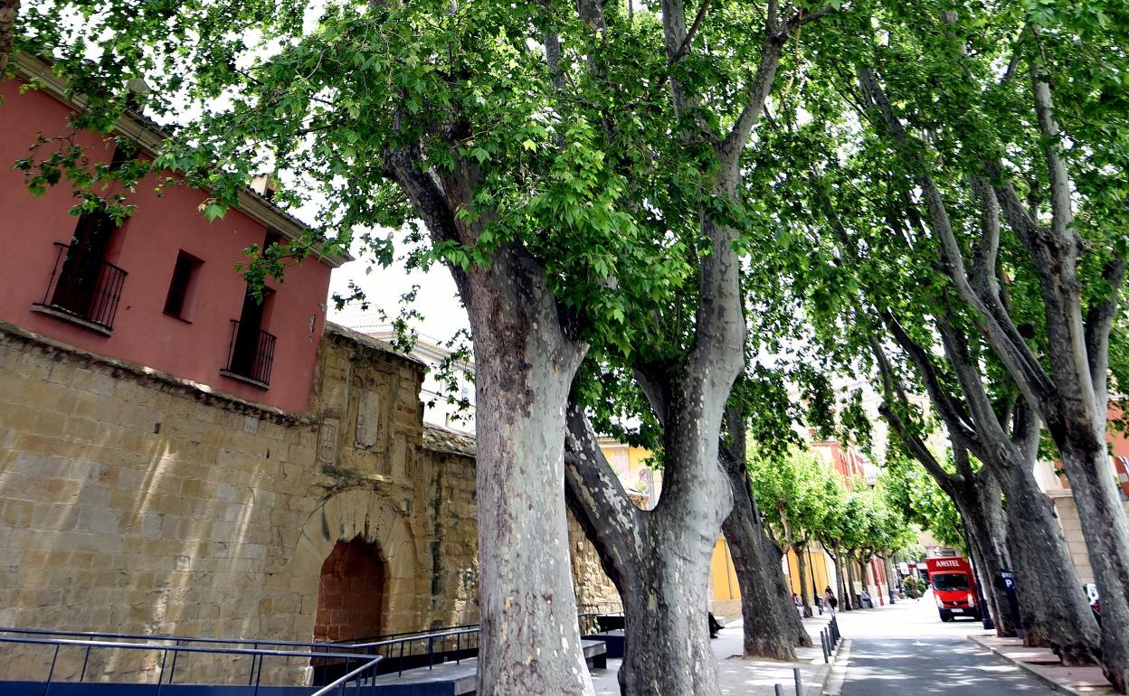 Paseo por el arbolado en un click