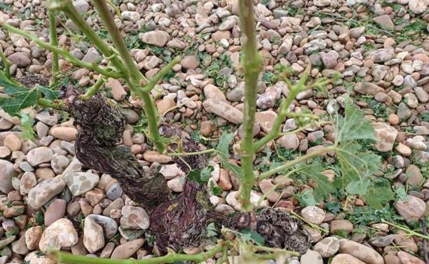 Daños en las viñas en la zona de la carretera de La Puebla al Campillar