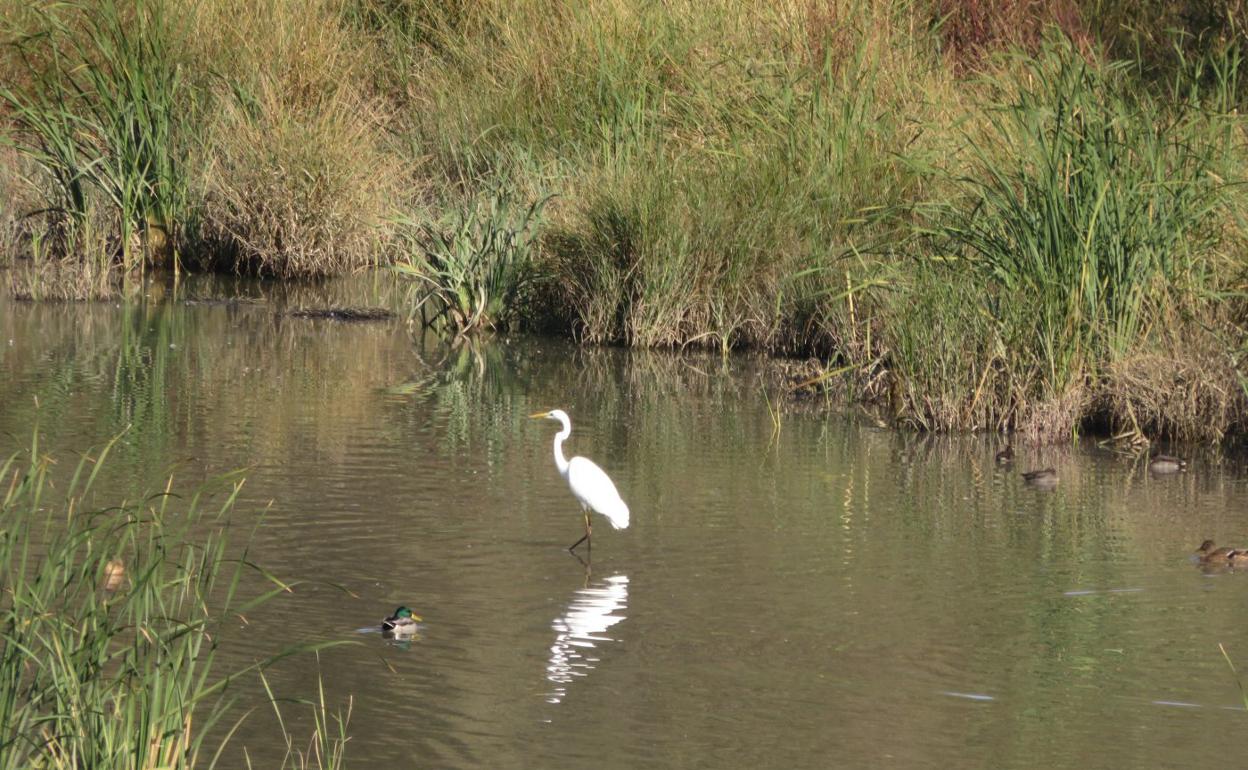 Una garza y varios patos, en las aguas de la reserva natural de los Sotos del Ebro de Alfaro. 