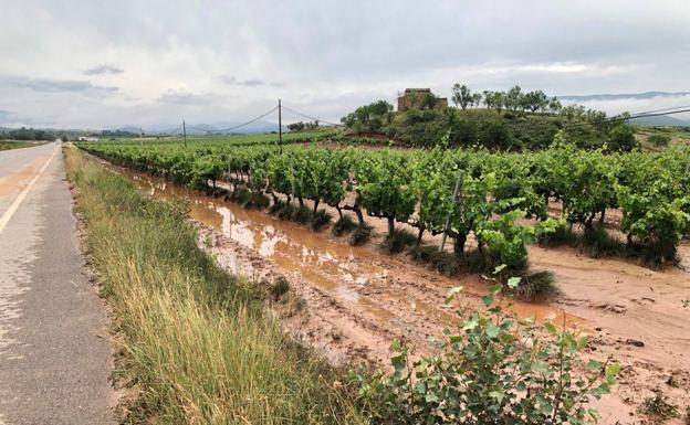 Una viña cercana al camping de Navarrete.