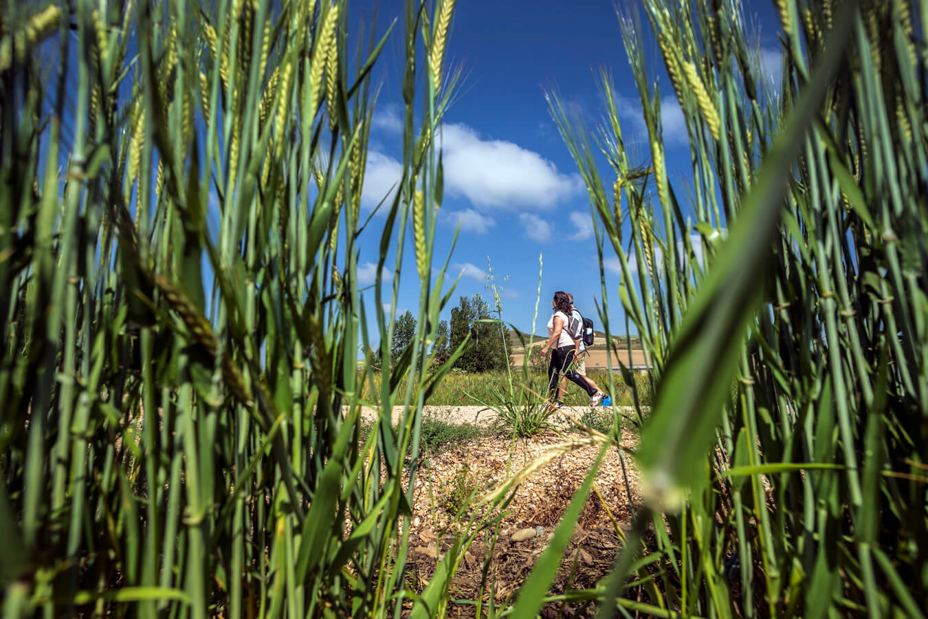 Fotos: Tercera etapa del Camino de Santiago: de Santo Domingo a Grañón