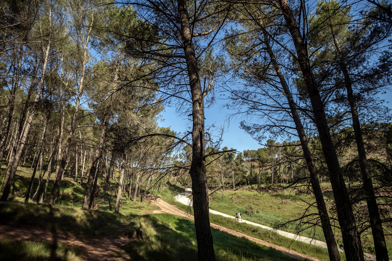 Fotos: Segunda etapa del Camino de Santiago: almazuela de olores y de colores