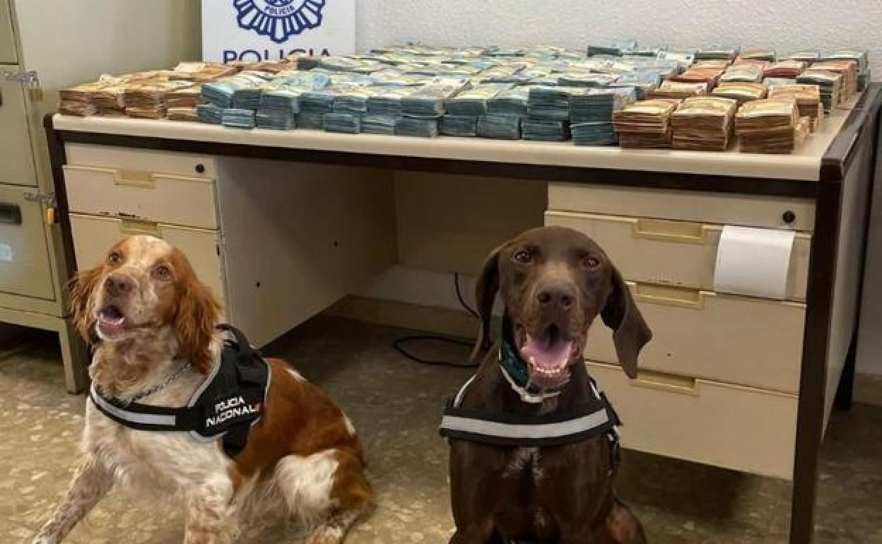 Los dos perros que participaron en el control, junto al dinero aprehendido. 