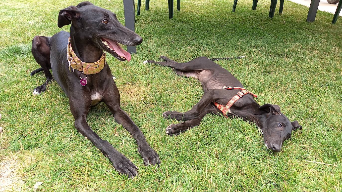 Fotos: Jornadas del Noble Galgo Cervantino