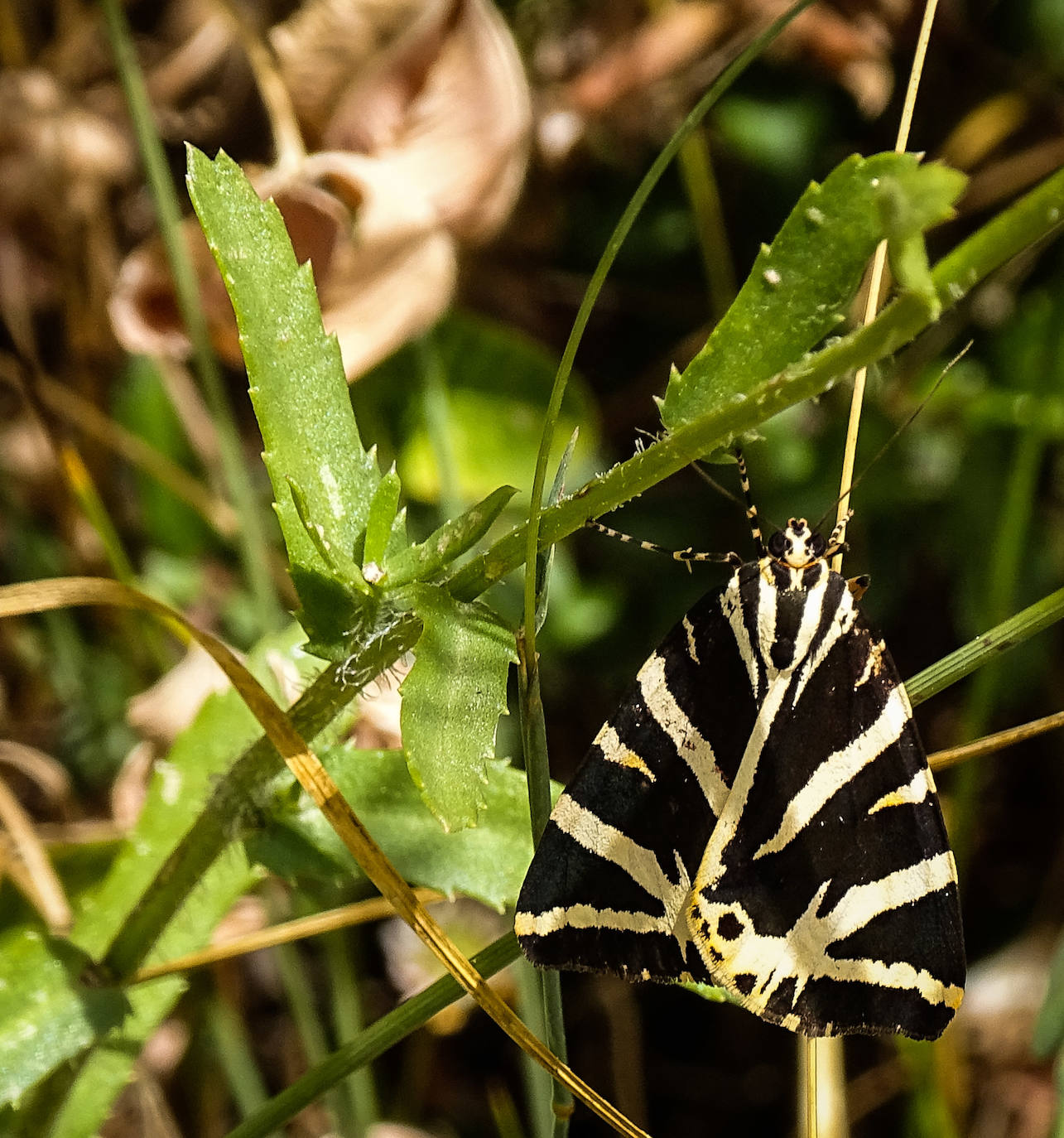 La Asociación Benéfico Cultural de Nieva de Cameros y la Asociación por el Medio Ambiente Rural en La Rioja han celebrado dos jornadas con el título 'Conociendo las mariposas'. Primero se celebró una en la aldea Montemediano, donde se lograron identificar fácilmente diecinueve especies el pasado 18 de julio, y después, el domingo 1 de agosto, se catalogaron una veintena de mariposas en Nieva, algunas tan singulares como la tigre.