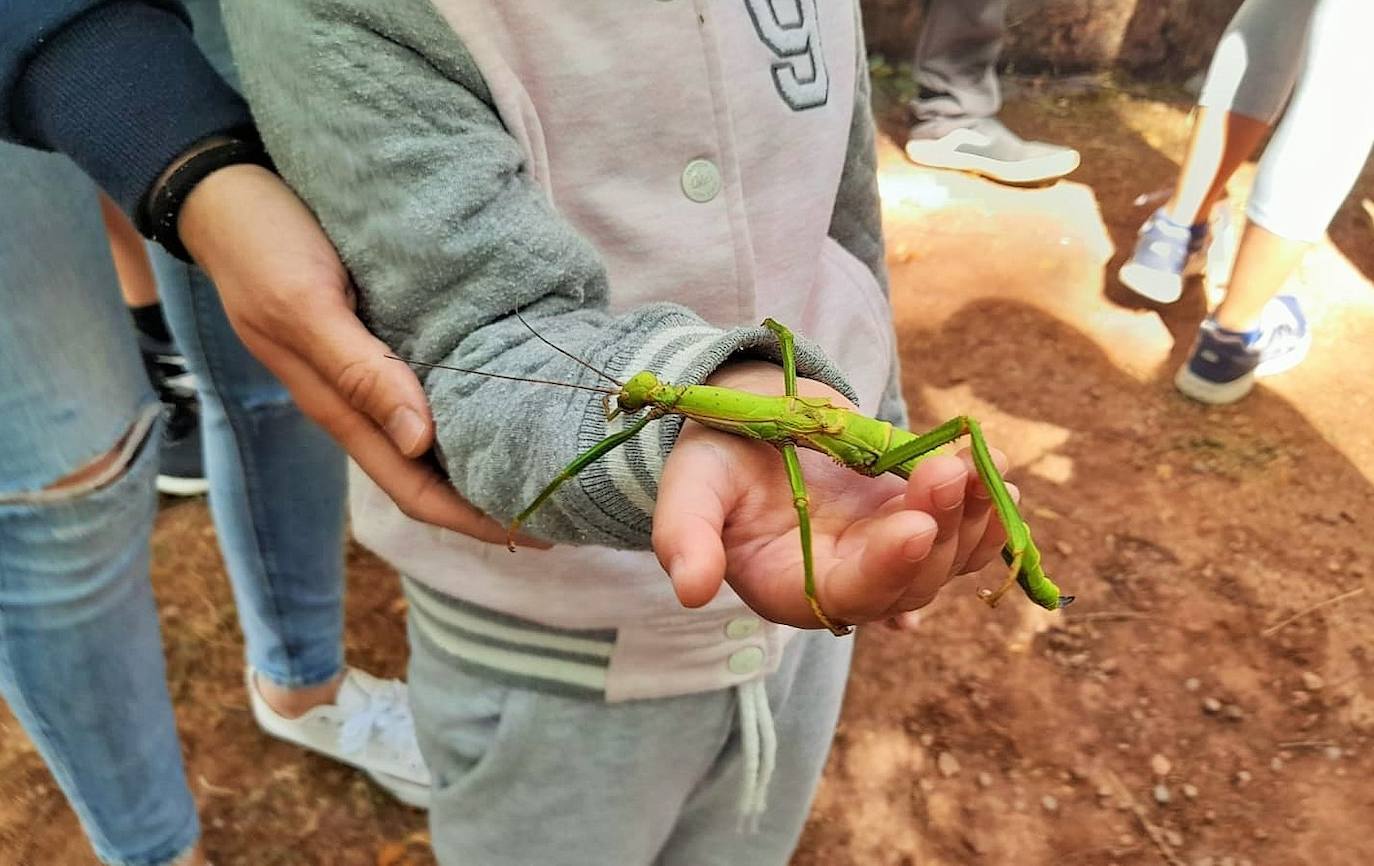 La Asociación Benéfico Cultural de Nieva de Cameros y la Asociación por el Medio Ambiente Rural en La Rioja han celebrado dos jornadas con el título 'Conociendo las mariposas'. Primero se celebró una en la aldea Montemediano, donde se lograron identificar fácilmente diecinueve especies el pasado 18 de julio, y después, el domingo 1 de agosto, se catalogaron una veintena de mariposas en Nieva, algunas tan singulares como la tigre.