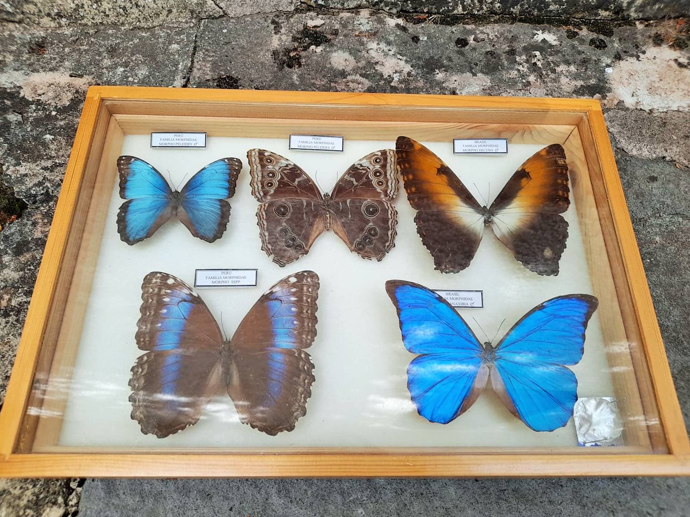 La Asociación Benéfico Cultural de Nieva de Cameros y la Asociación por el Medio Ambiente Rural en La Rioja han celebrado dos jornadas con el título 'Conociendo las mariposas'. Primero se celebró una en la aldea Montemediano, donde se lograron identificar fácilmente diecinueve especies el pasado 18 de julio, y después, el domingo 1 de agosto, se catalogaron una veintena de mariposas en Nieva, algunas tan singulares como la tigre.