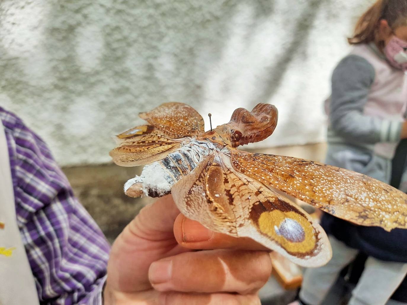 La Asociación Benéfico Cultural de Nieva de Cameros y la Asociación por el Medio Ambiente Rural en La Rioja han celebrado dos jornadas con el título 'Conociendo las mariposas'. Primero se celebró una en la aldea Montemediano, donde se lograron identificar fácilmente diecinueve especies el pasado 18 de julio, y después, el domingo 1 de agosto, se catalogaron una veintena de mariposas en Nieva, algunas tan singulares como la tigre.