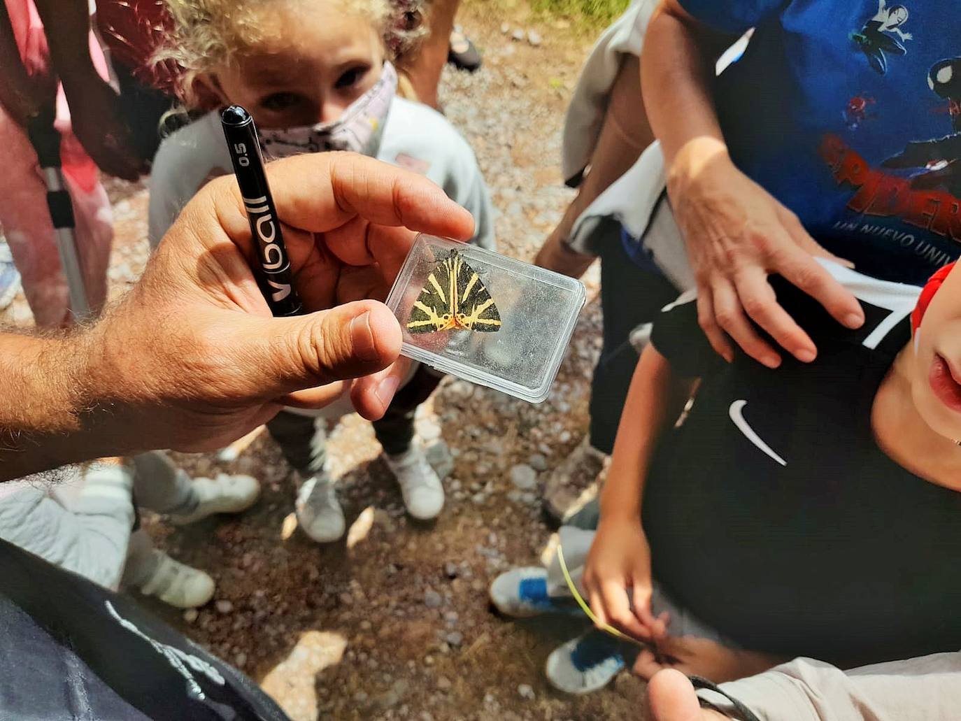 La Asociación Benéfico Cultural de Nieva de Cameros y la Asociación por el Medio Ambiente Rural en La Rioja han celebrado dos jornadas con el título 'Conociendo las mariposas'. Primero se celebró una en la aldea Montemediano, donde se lograron identificar fácilmente diecinueve especies el pasado 18 de julio, y después, el domingo 1 de agosto, se catalogaron una veintena de mariposas en Nieva, algunas tan singulares como la tigre.