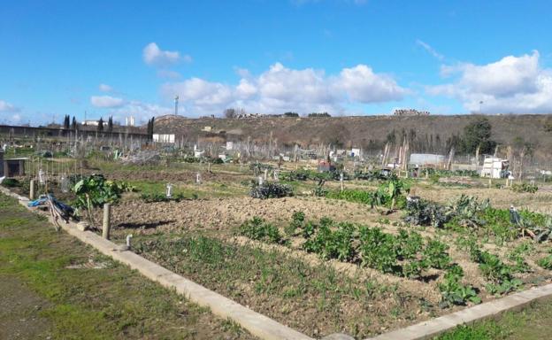 Panorámica de los huertos urbanos municipales situados en las traseras del cementerio. 