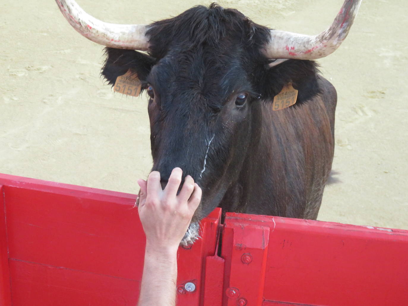 Fotos: La exhibición de bravura de las reses de Arriazu en la plaza de toros de Alfaro