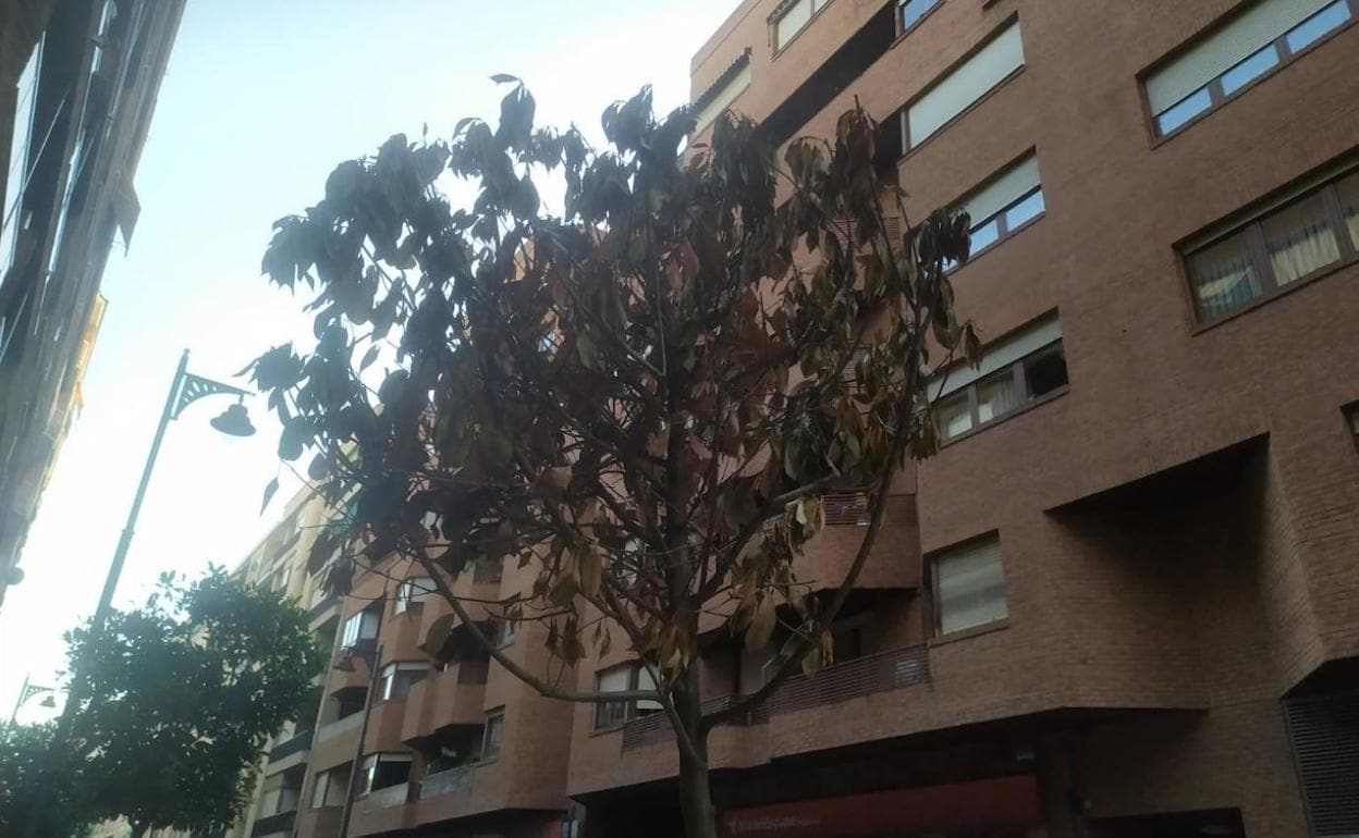 Un árbol seco en la calle Doctor Múgica de Logroño | La Rioja