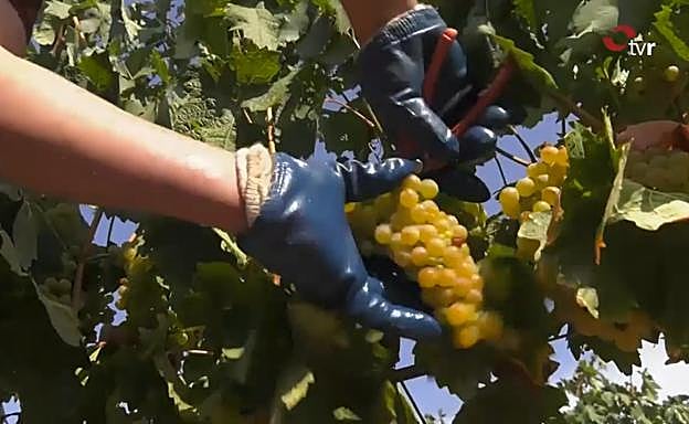 Aldeanueva espera «una grandísima cosecha»